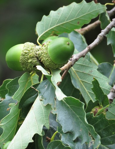 chestnut oak