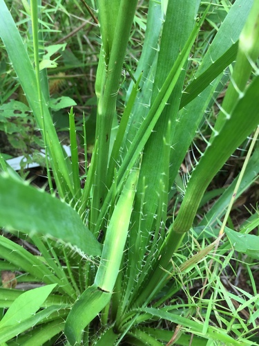 rattlesnake master