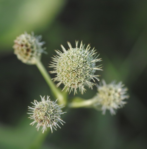 rattlesnake master