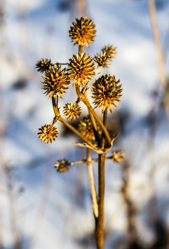 rattlesnake master