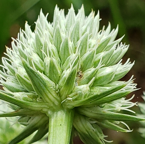 rattlesnake master