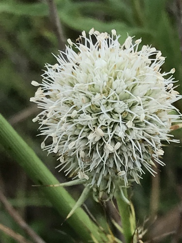 rattlesnake master