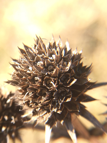 rattlesnake master