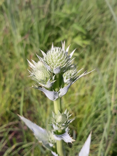 rattlesnake master
