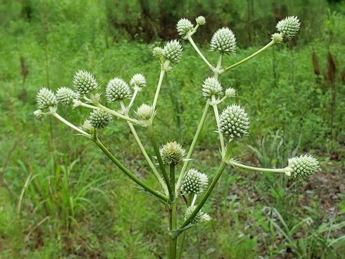 rattlesnake master