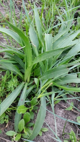 rattlesnake master