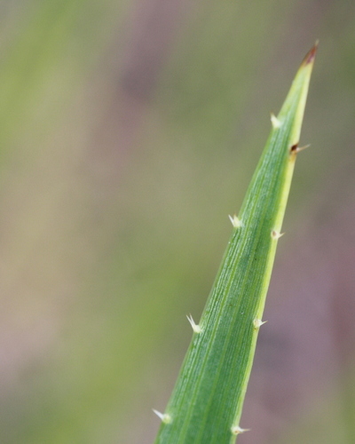rattlesnake master