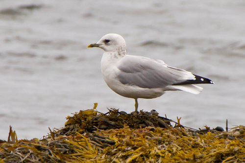 Short-billed Gull