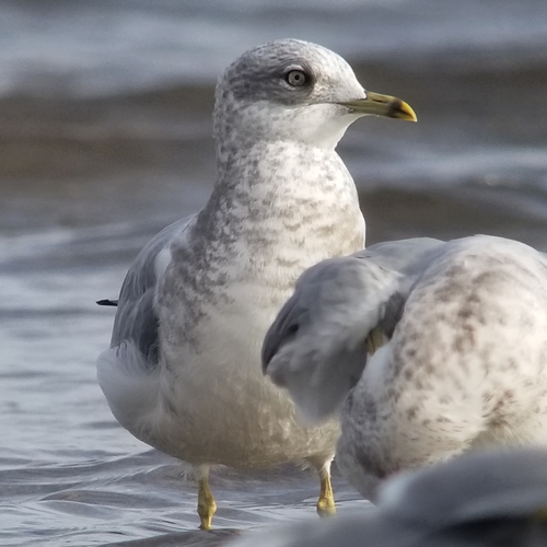 Short-billed Gull