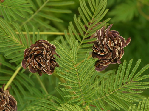 Illinois bundleflower