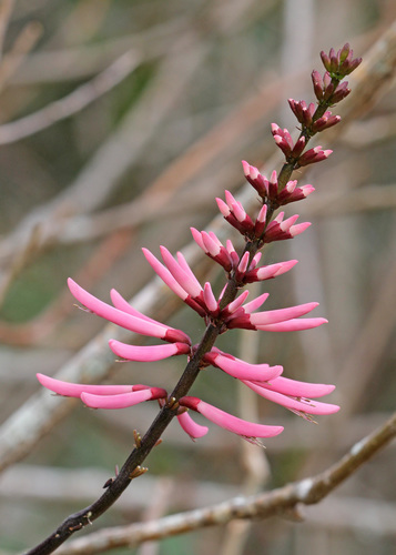 Eastern Coral Bean