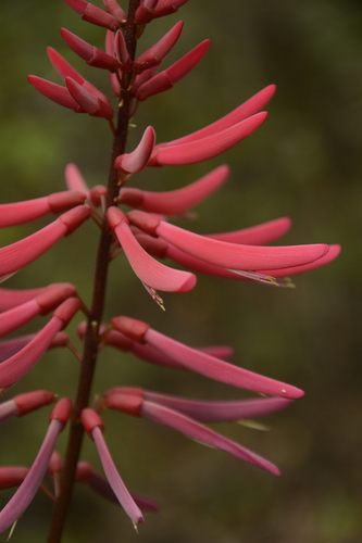 Eastern Coral Bean