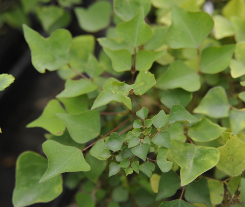 Eastern Coral Bean