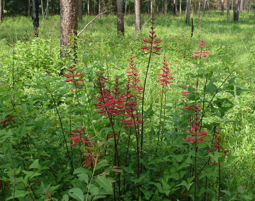 Eastern Coral Bean