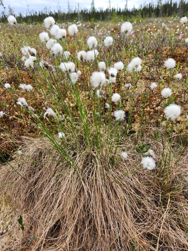 tussock cottongrass