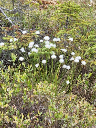 tussock cottongrass