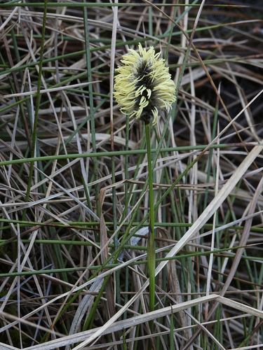 tussock cottongrass