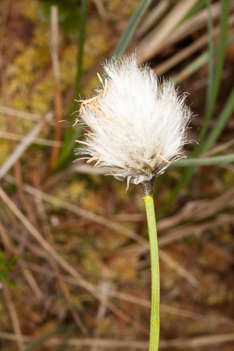 tussock cottongrass