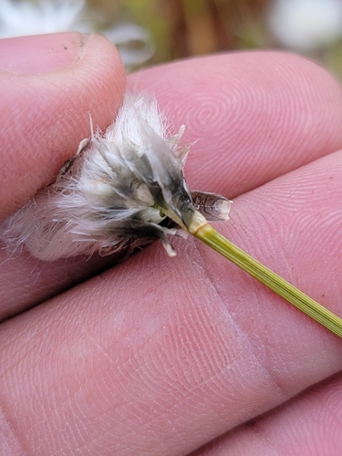 tussock cottongrass