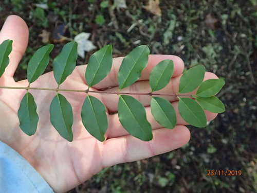 Chinese privet