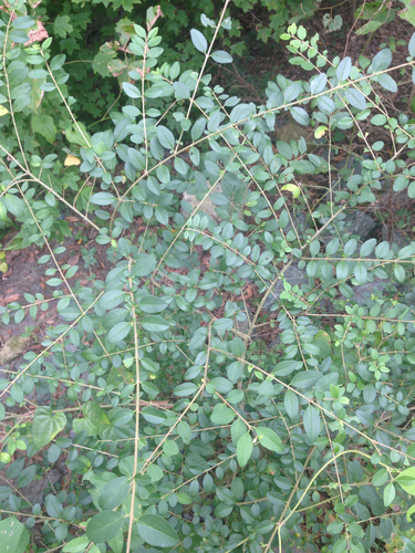 Chinese privet