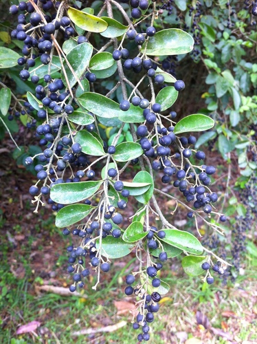 Chinese privet