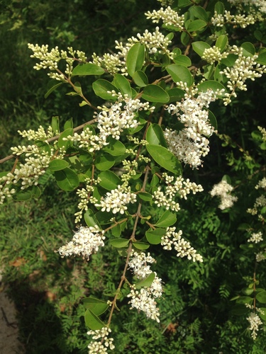 Chinese privet