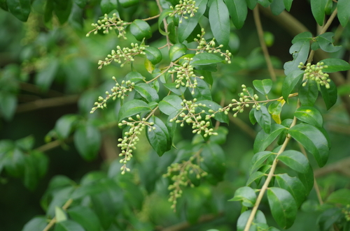 Chinese privet