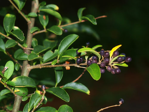 Chinese privet