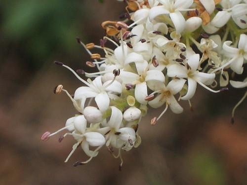 Chinese privet