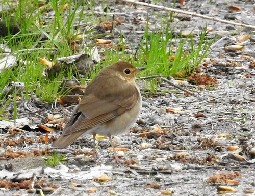 Swainson's Thrush