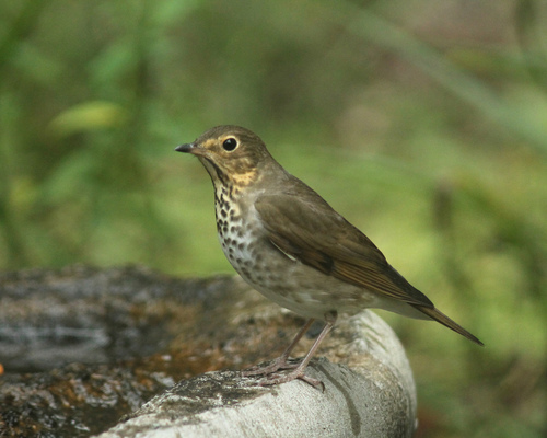 Swainson's Thrush
