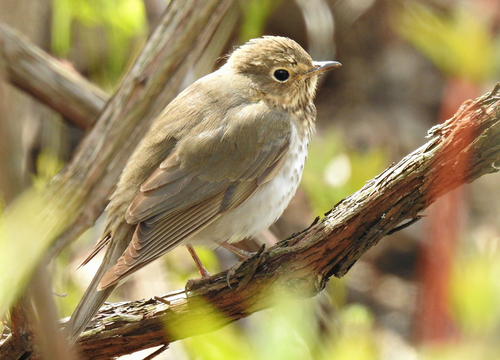 Swainson's Thrush