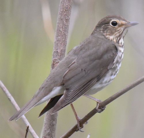 Swainson's Thrush
