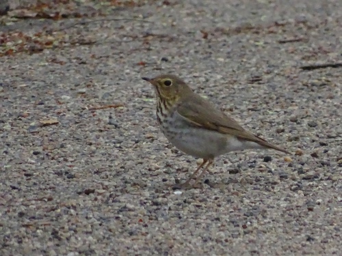 Swainson's Thrush