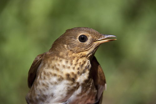 Swainson's Thrush