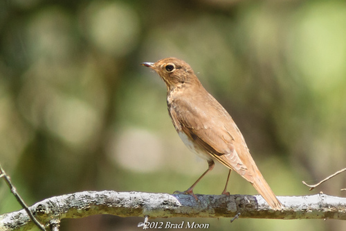 Swainson's Thrush