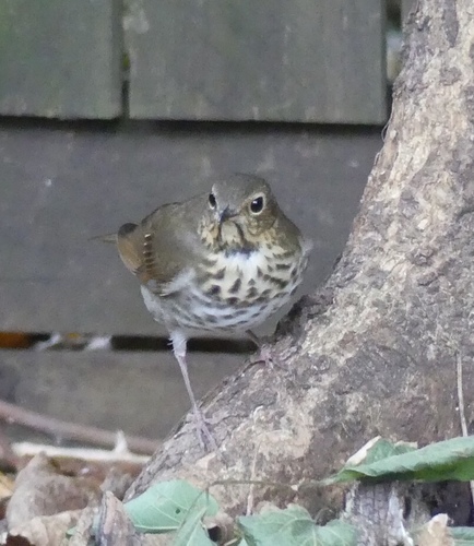 Swainson's Thrush