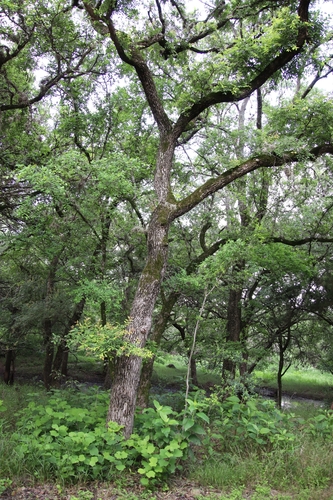 Cedar Elm