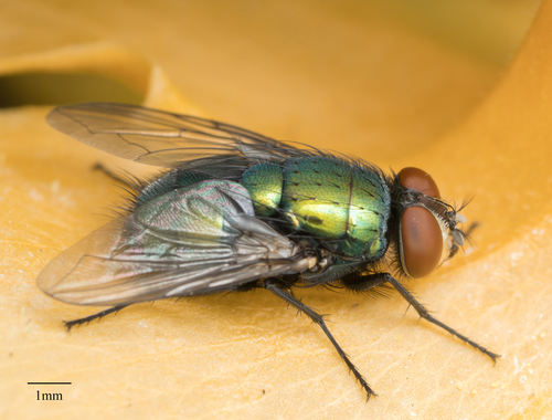Common European Greenbottle Fly