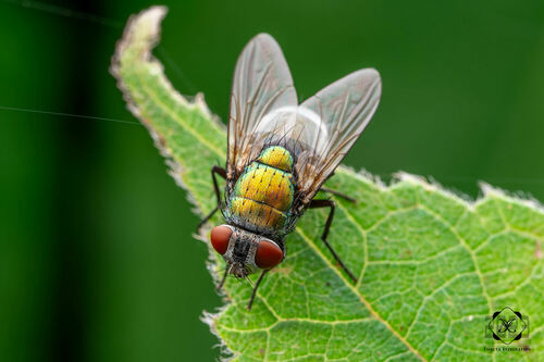 Common European Greenbottle Fly