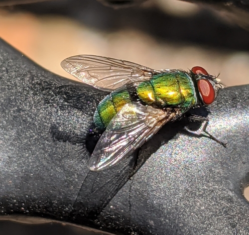Common European Greenbottle Fly