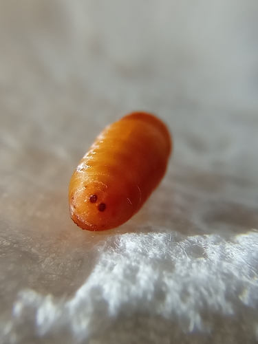 Common European Greenbottle Fly