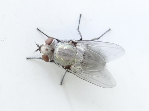 Common European Greenbottle Fly