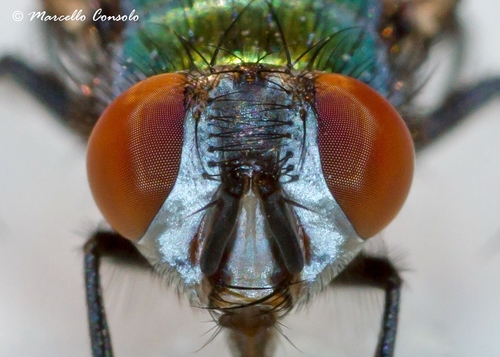 Common European Greenbottle Fly