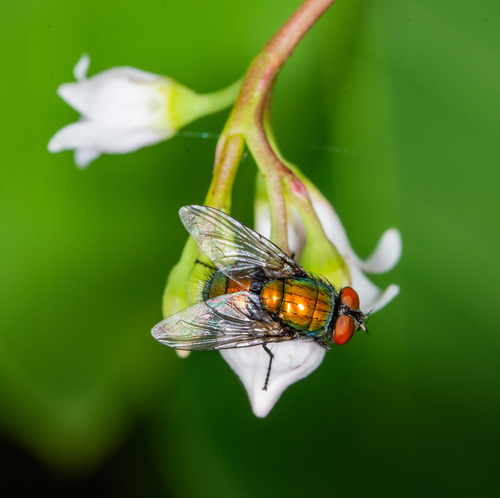 Common European Greenbottle Fly