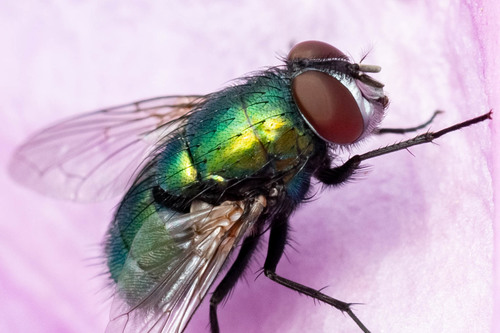 Common European Greenbottle Fly