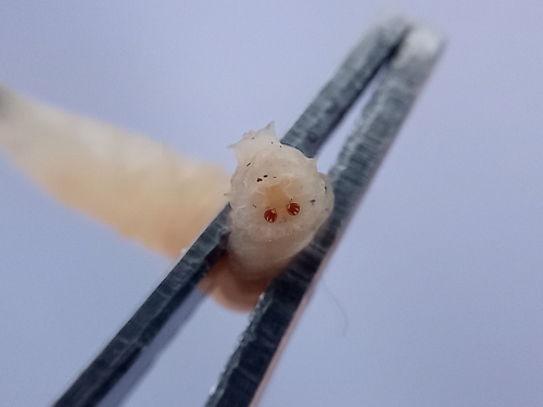 Common European Greenbottle Fly