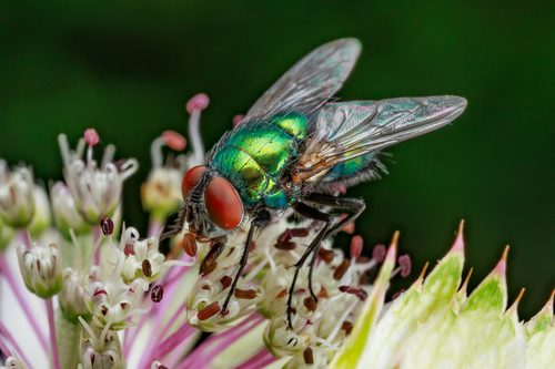 Common European Greenbottle Fly