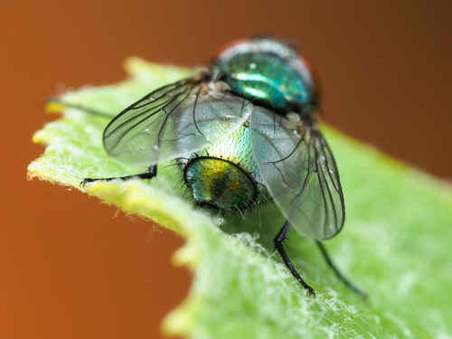 Common European Greenbottle Fly